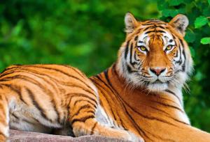 حیدرپور: علت تلف شدن ببر ونداد در دست بررسی است