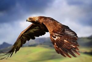 ثبت تصاویری از عقاب‌های بزرگ‌جثه در راز