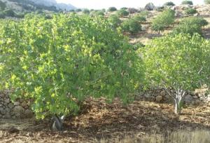 ضرورت بررسی تخصصی باغبانی و الگوی کشت با تمرکز بر سازگاری با تغییرات اقلیمی