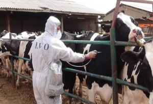 مدیرکل دامپزشکی البرز: تب برفکی در استان تحت کنترل است