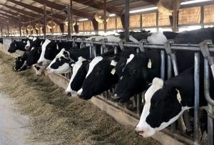 تولید بیش از ۲۰ هزار تن شیر خام در دامداری‌های شهرستان البرز