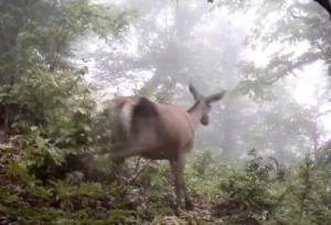 برنامه‌های جدید برای حفاظت و بهره‌برداری از منابع ژنتیکی حیات‌وحش