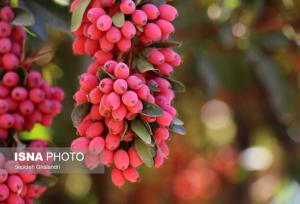 بورس زرشک در راه است/ خراسان جنوبی با تولید ۱۳۰ هزار تن، پایتخت زرشک ایران