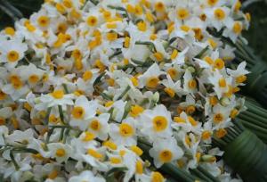 هشتمین جشنواره ملی گل نرگس در جویبار برگزار می‌شود