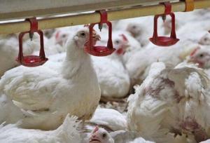 استمرار تولید گوشت مرغ در لرستان با رشد جوجه‌ریزی