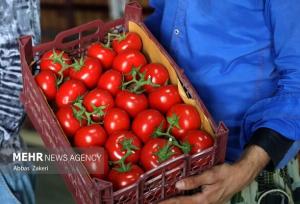 پیش بینی ۷۵ تن گوجه فرنگی در هکتار از زمین های کشاورزی گچساران