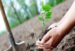 امامی یگانه: کاشت یک‌میلیون نهال در استان اردبیل اجرایی می شود