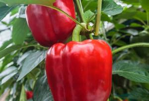 فلفل آن هم از نوع خانگی و تاثیر آن بر سلامت قلب!