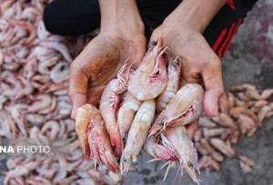 مدیرکل شیلات استان: برداشت میگو در بوشهر ۸۰ درصد افزایش یافت