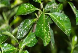 تأکید جهاد کشاورزی آذربایجان‌غربی بر ارتقای سلامت محصولات و توسعه کنترل بیولوژیک آفات