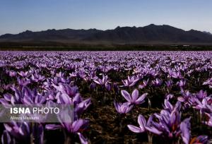 سرنوشت فرش و پسته ایرانی، در کمین زعفران‌ است