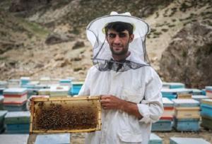 رونق زنبورداری در استان سمنان؛ تولید عسل به ۳۸۵ تن رسید