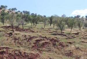 خاک‌های کشور وضعیت مطلوبی ندارند