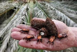 طیبی: پاجوش خرما، سوسک سرخرطومی را به نخلستان های فهرج می آورد