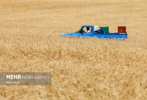 پرداخت غرامت کشاورزان خسارت‌دیده کرمانشاه آغاز شد