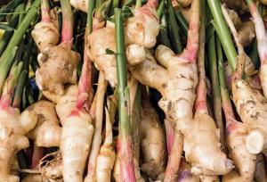 عصاره زنجبیل بر کاهش فشار خون موثر است