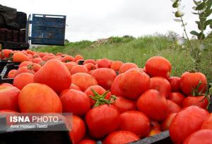 آغاز برداشت بیش از ۱۱۳ هزار تُن گوجه‌فرنگی خارج از فصل در پارسیان