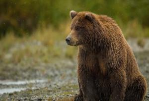 خرس قهوه‌ای سالم به زیستگاهش در پاسارگاد فارس بازگشت