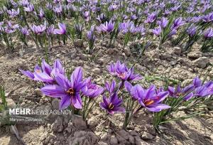 برداشت زعفران در آزادشهر آغاز شد؛ ۵۰۰ هکتار زمین زیر کشت این محصول