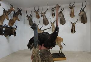 خراسان شمالی صاحب موزه تاریخ طبیعی می‌شود؟