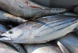 صادرات ۵۷ هزار تن آبزی از هرمزگان