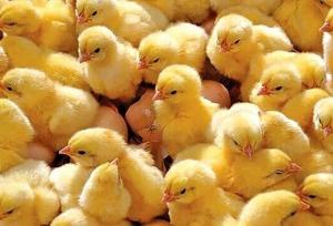 جوجه‌ریزی ۳ میلیون و ۵۰۰  قطعه‌ای مرغداری‌های همدان در ماه گذشته