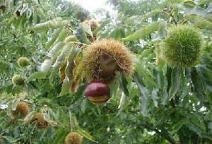 عدم زادآوری از مشکلات ذخیره گاه‌های جنگلی خراسان شمالی