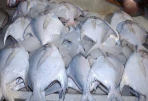 آغاز صید ماهی حلوا سفید در صیدگاه های خوزستان و بوشهر