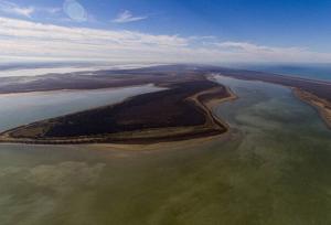 علت یابی مرگ گربه‌سانان در الیمالات؛ میانکاله تحت تغییرات اقلیمی است