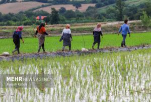 بررسی خطرات آرسنیک در برنج/ وضعیت میزان سمی بودن