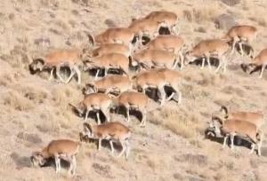 مشاهده گله‌ای از قوچ‌های وحشی در ارتفاعات چاشلوبار مهدیشهر