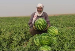 اوج‌گیری برداشت هندوانه پاییزه در جاسک