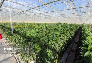 طرح گلخانه تولید سبزی و صیفی‌جات با حضور وزیر جهاد کشاورزی افتتاح شد 