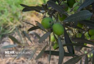 امسال برای تولید ۱۰۰ هزار تن زیتون هدف‌گذاری شده است
