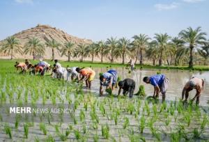 قیمت کالاهای اساسی امروز جمعه ۱۲ دی ۱۴۰۴ در بازار جهانی
