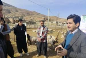 رعایت نسبت مناسب قوچ به میش از عوامل پایداری تولید دام است