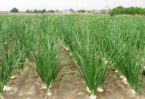 جهشی بزرگ در مسیر تولید محصولات فراسودمند کلات با اجرای طرح جدید