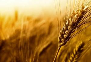 خرید ۱۴۰ هزار تن گندم از کشاورزان لرستانی