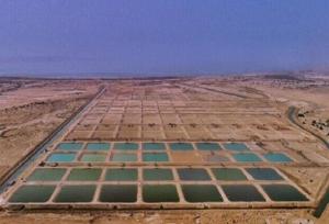 ورود دادگستری به موضوع اجاره بهای تعیین شده برای مزارع پرورش میگو