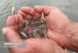 مدیرکل شیلات استان: نیمی از آب‌بندان گیلان قابلیت آبزی‌پروری دارد