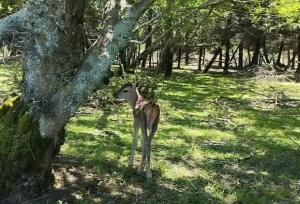 ثبت ۱۳ ذخیره‌گاه زیست‌کره در ۱۱ استان کشور