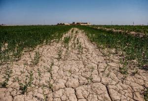 مهم‌ترین چالش‌های بخش کشاورزی در شرایط خشکسالی