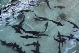 تولید یک میلیون قطعه بچه‌ماهی خاویاری در شهرستان پلدختر