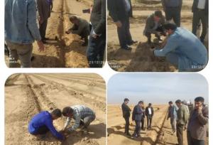 کشت گیاه دارویی کاپاریس در دهلران برای نخستین بار