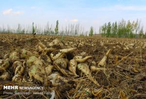 آغاز برداشت محصول چغندرقند از مزارع کشاورزی شهرستان آوج