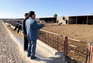 ثبت ۱۵۰ هزار رأس دام در سامانه یکپارچه میامی