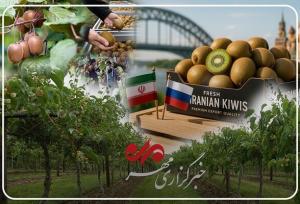 کیوی گیلان؛ محصولی با جایگاه ویژه؛ از بازار داخلی تا صادرات جهانی