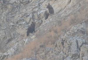 مشاهده خرس ماده و دو توله در منطقه حفاظت‌ شده البرز