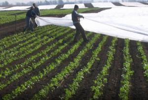 صدور هشدار سطح زرد هواشناسی در استان بوشهر؛ کشاورزان مراقب باشند