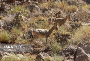 معاون محیط‌زیست کردستان:‌ از غذارسانی خودسرانه به حیات‌وحش خودداری شود